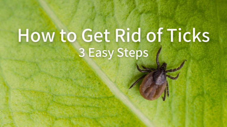 How To Get Rid Of Ticks: 3 Easy Steps | DG Cedar Oil